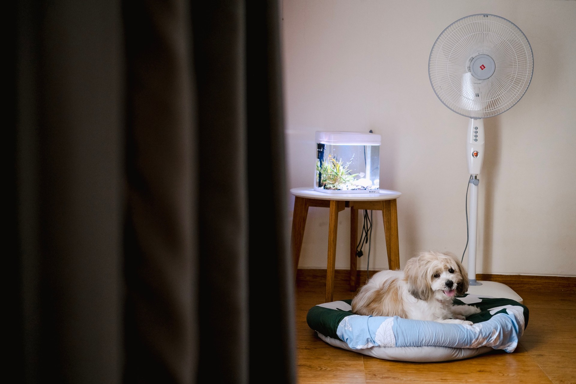 A relaxed dog on a cushion beside a fish tank and fan in a cozy indoor setting