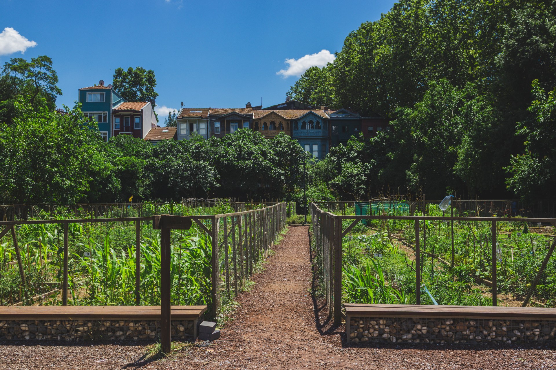 Lush community garden with crop beds under a clear summer sky, framed by urban houses