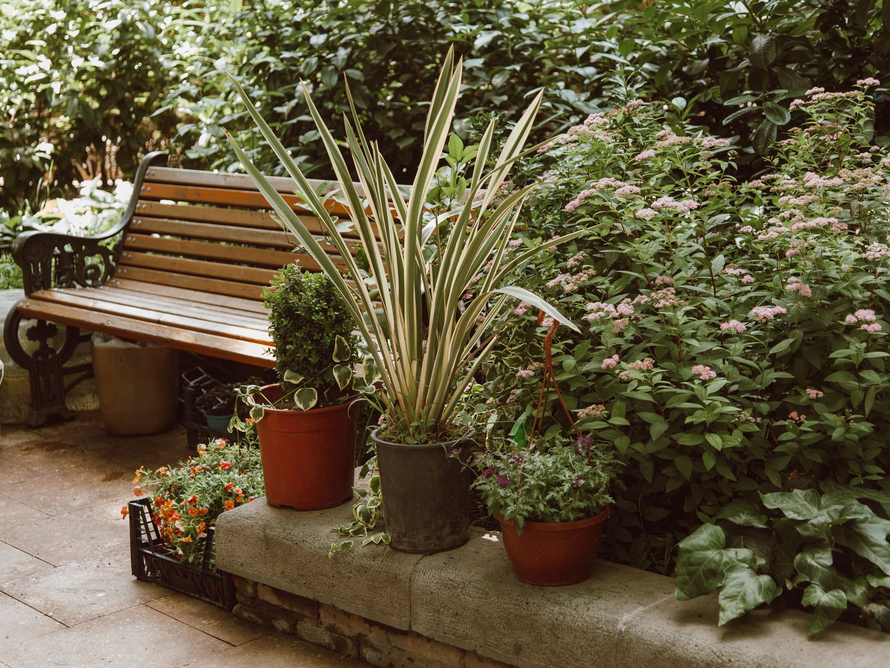 A serene outdoor scene with a wooden bench surrounded by various potted plants in a lush garden, illustrating What Feng Shui Actually Says About a Garden Gate