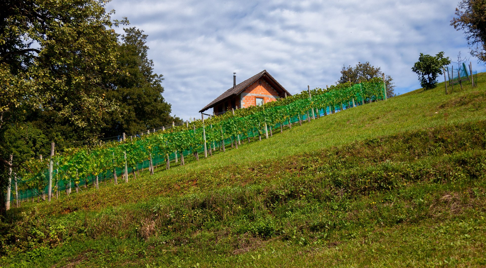 Peaceful vineyard landscape in Slovenia with a rustic cabin on a hillside