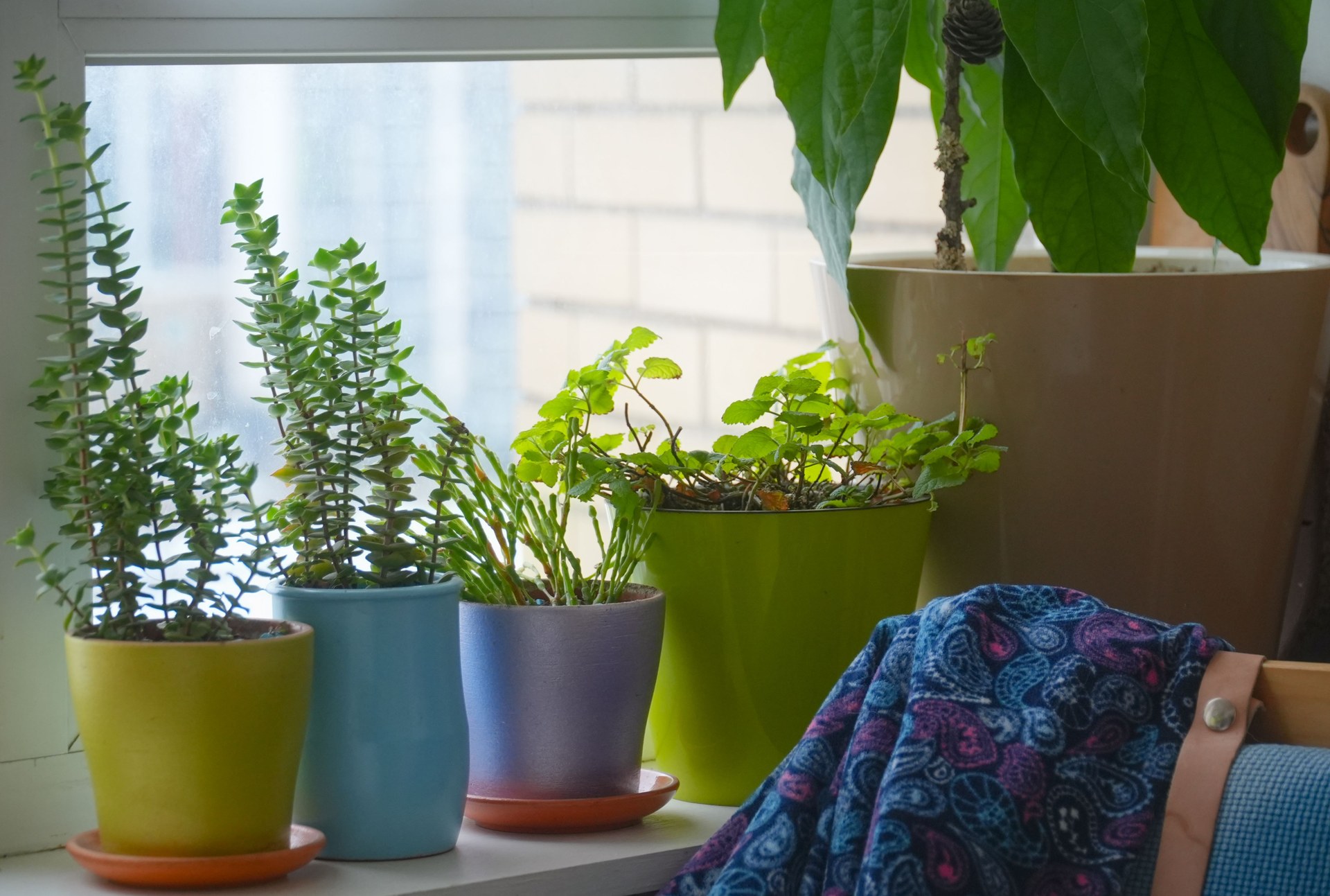 Variety of indoor plants in colorful pots on a window sill in St. Petersburg, creating a cozy home atmosphere