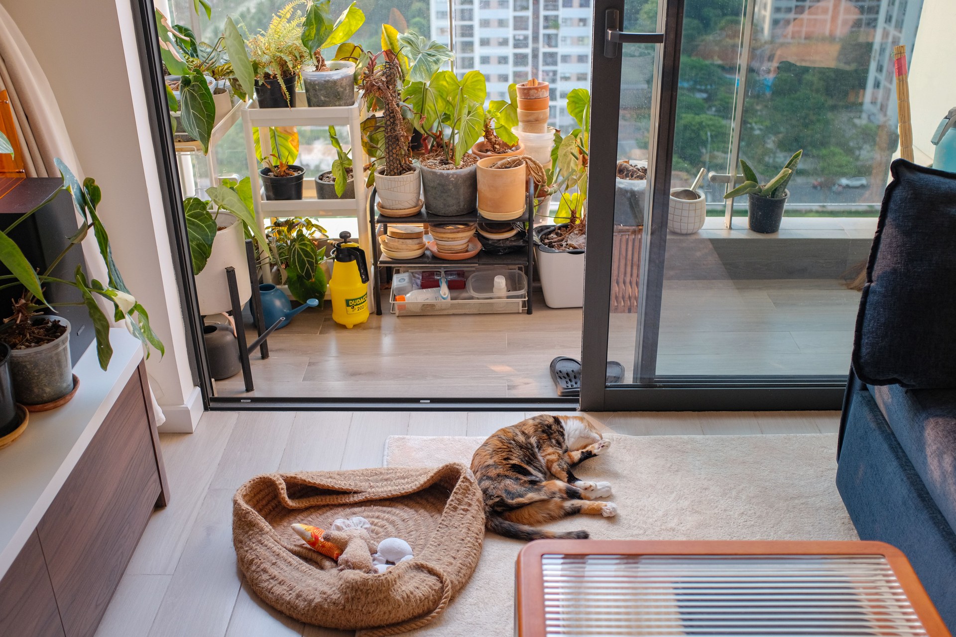 A peaceful house cat rests amid vibrant indoor plants by a sunny window
