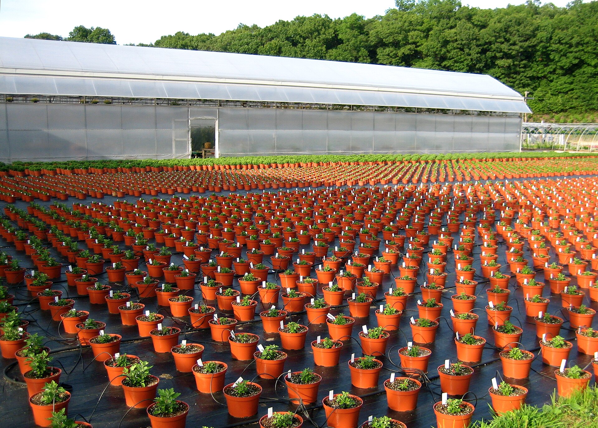 Chrysanthemums in a plant nursery, illustrating How Should a Nursery Be Arranged? A Feng Shui Guide