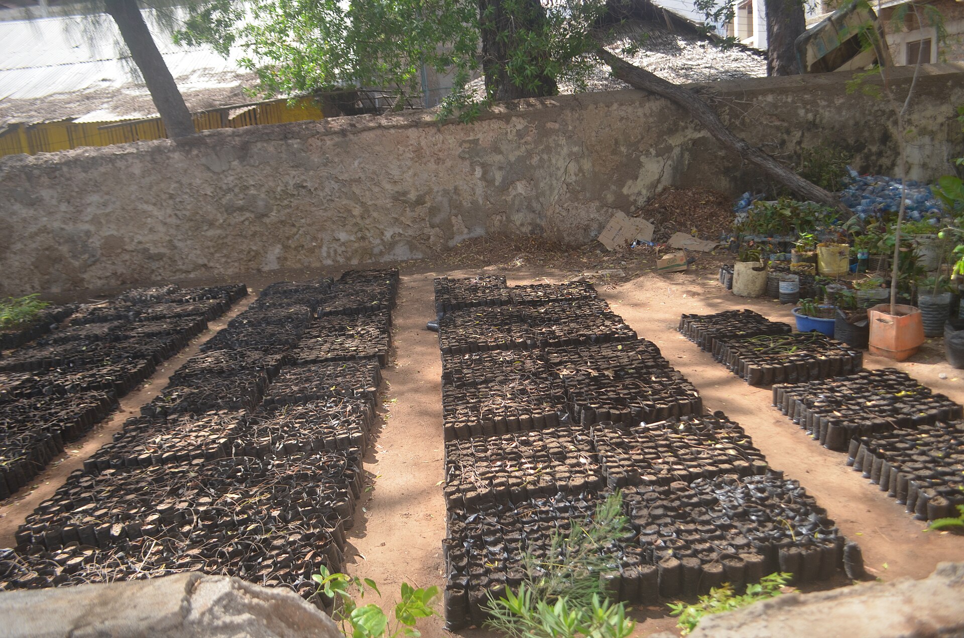 A plant Nursery at the backyard, illustrating How Should a Nursery Be Arranged? A Feng Shui Guide