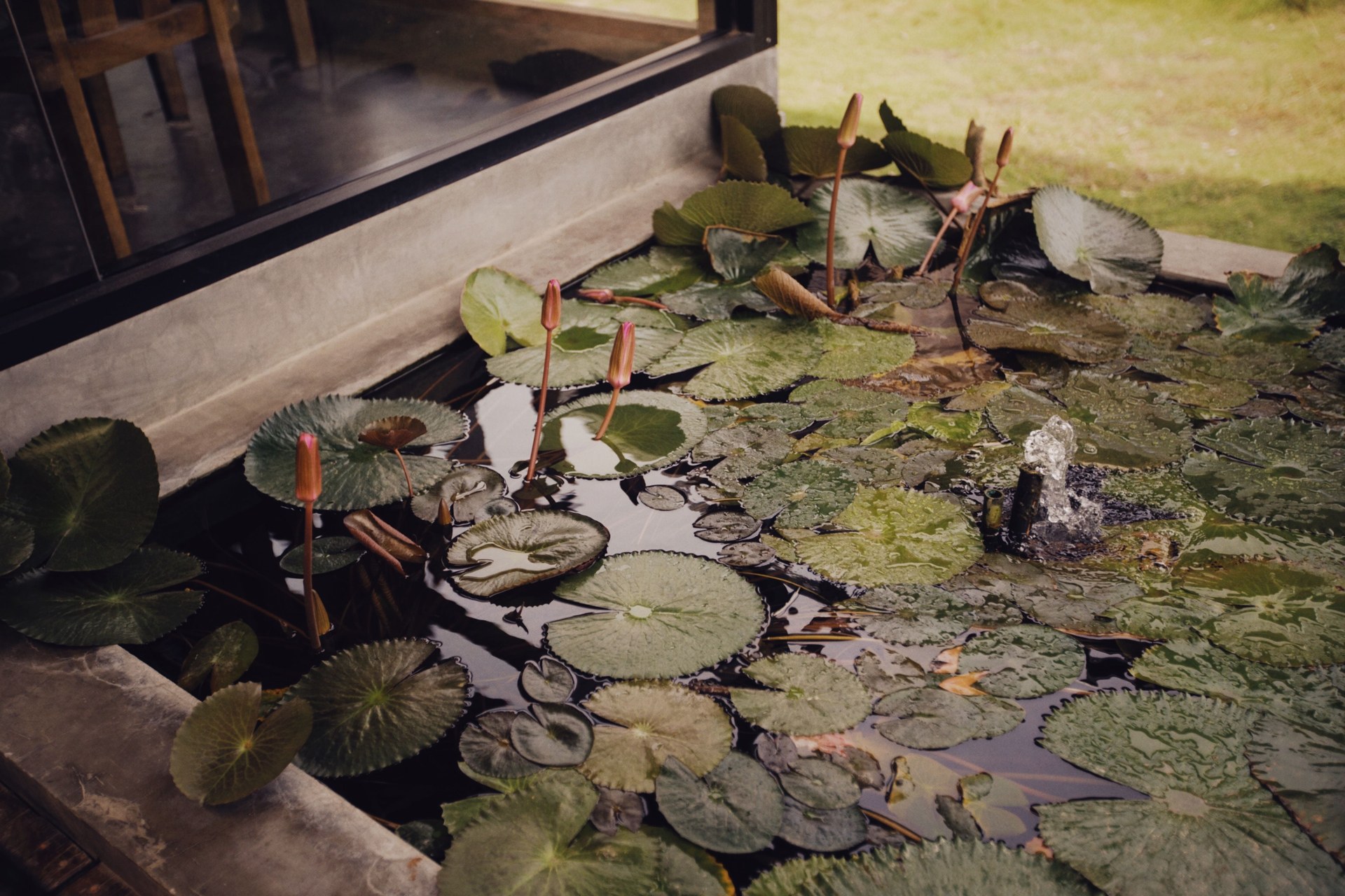 A tranquil pond filled with lily pads and a gentle water fountain, ideal for relaxation scenes