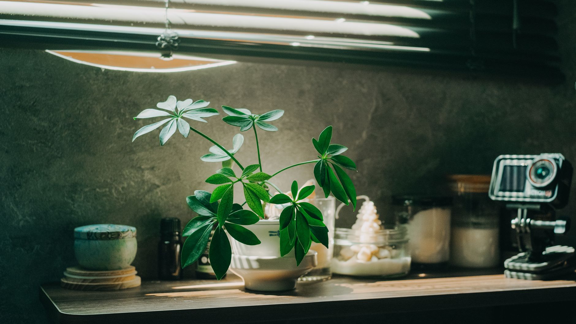 Serene indoor setting featuring a green houseplant with natural lighting from a shade, illustrating Why Does Feng Shui Care So Much About Natural Light